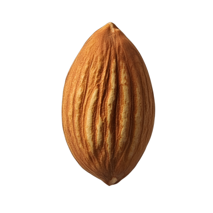 —Pngtree—single almond with detailed natural_20304074
